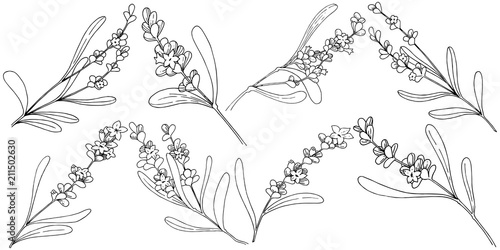 Lavender flower in a vector style isolated. Full name of the plant: lavender. Vector flower for background, texture, wrapper pattern, frame or border.