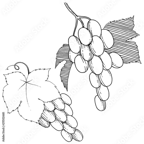 Vector grapes  healthy food in a watercolor style isolated. Full name of the fruit: grapes.Vector wild fruit for background, texture, wrapper pattern or menu.