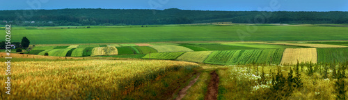 panoramic appearance of colored fields with dirt road