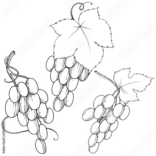 Vector grapes  healthy food in a watercolor style isolated. Full name of the fruit: grapes.Vector wild fruit for background, texture, wrapper pattern or menu.