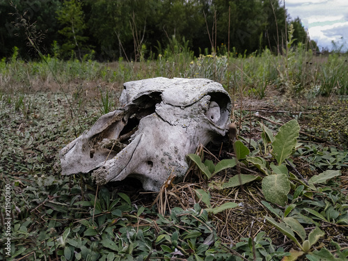 skull animal on the grass