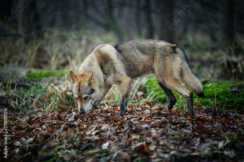 Timber wolf (Canis lupus) hunting in the carpathian forest during Autumn