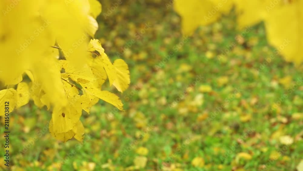 Bright yellow leaves of linden tree isolated on green grass on sunny autumn day. Fall nature background with copy space. Real time full hd video footage. Bright yellow leaves of linden tree isolated on green grass on sunny autumn day. Fall nature background with copy space. Real time full hd video footage.