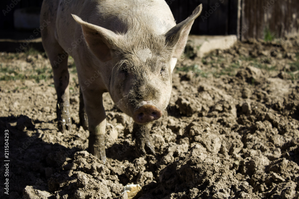 Vietnamese farm pig