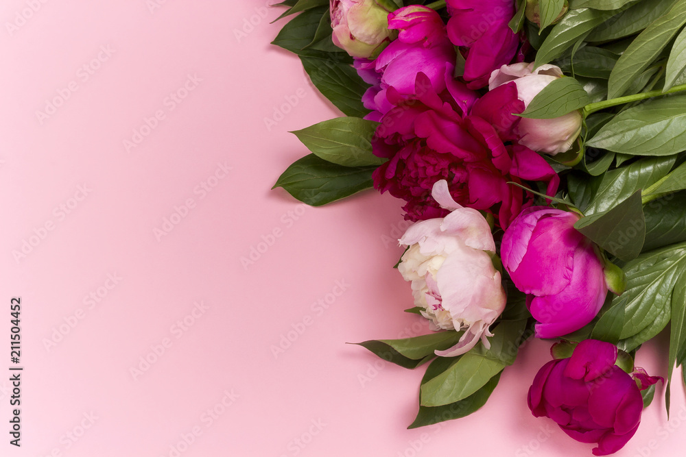 Peony flowers isolated on pink paper background. Peony flowers isolated on pink paper background.