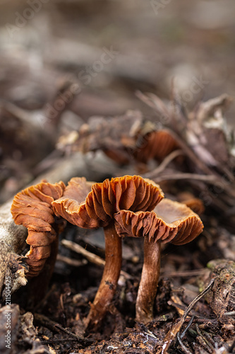 Small mushrooms on the floor of a pine forest.