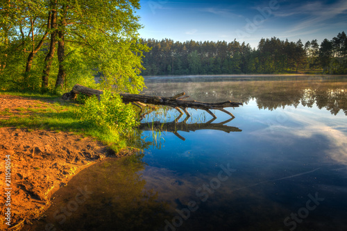 Fototapeta Naklejka Na Ścianę i Meble -  Pine tree cut by the beaver lies in the water. Spring landscape. Masuria, Poland.