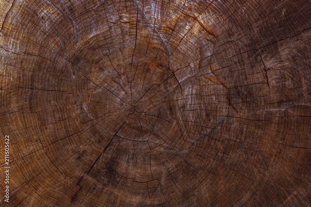 Fototapeta premium Old tree trunk. Brown texture of wood.