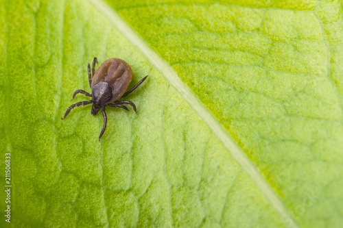 Deer tick on a green leaf background. Ixodes ricinus. Close-up of dangerous infectious mite on natural texture with diagonal line. It carries encephalitis, Lyme borreliosis, babesiosis, ehrlichiosis.