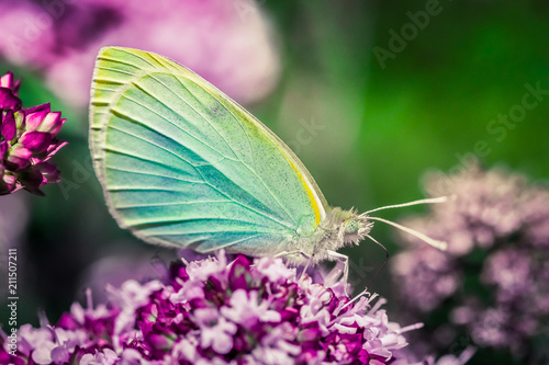 Colorful butterfly on a purple wildflower