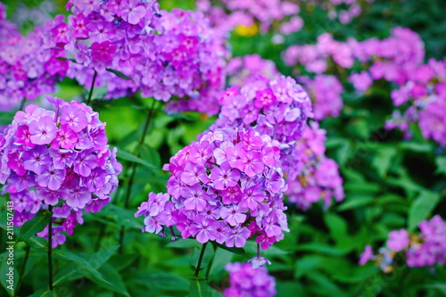 Garden purple phlox (Phlox paniculata), vivid summer flowers