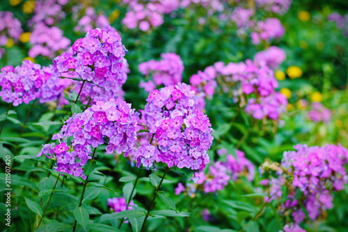 Garden purple phlox (Phlox paniculata), vivid summer flowers