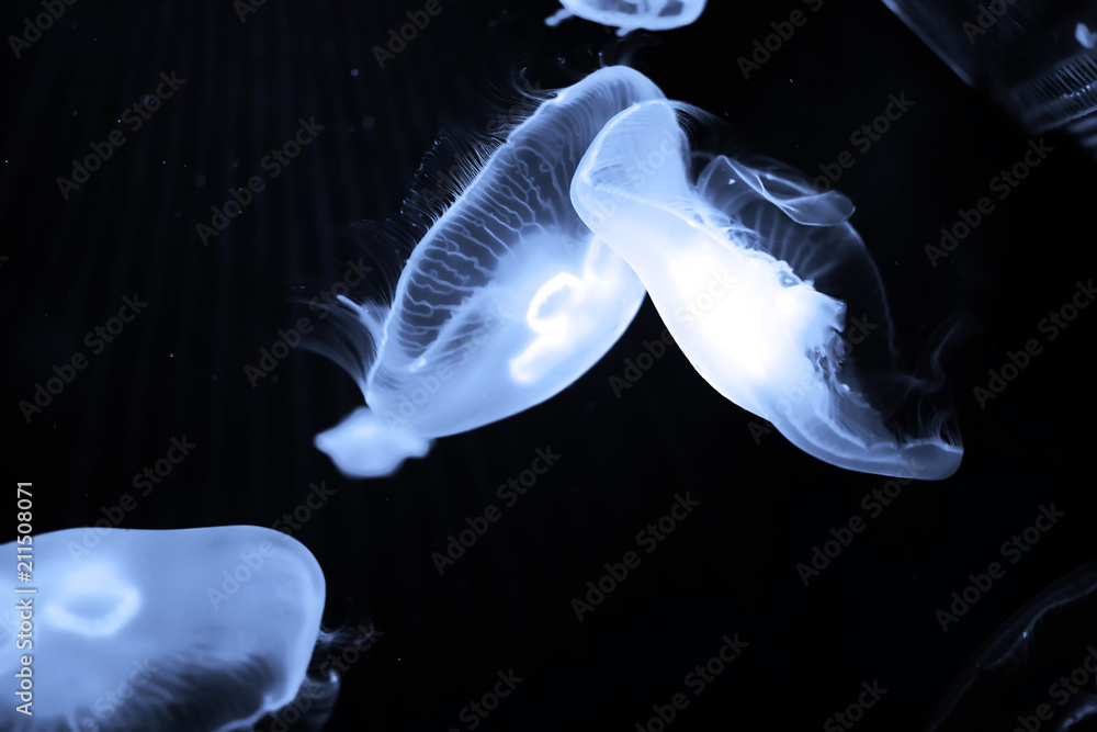 Fototapeta premium Blue jellyfish swim under water