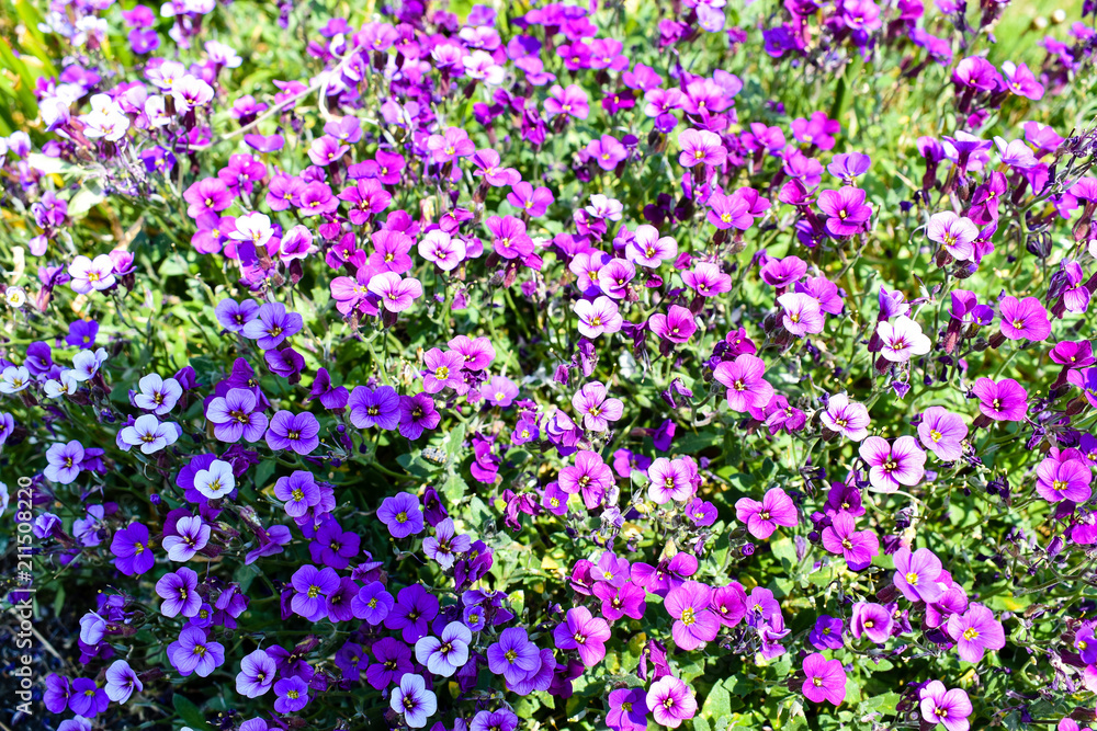 Fototapeta premium Beautiful blooming purple flowers