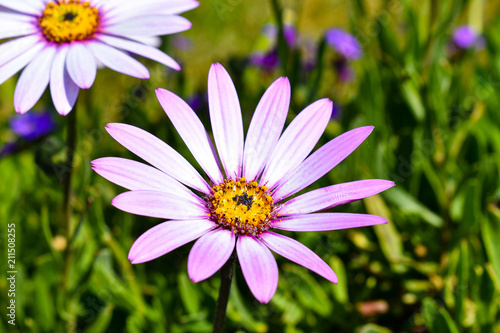 Beautiful pink daisy flower