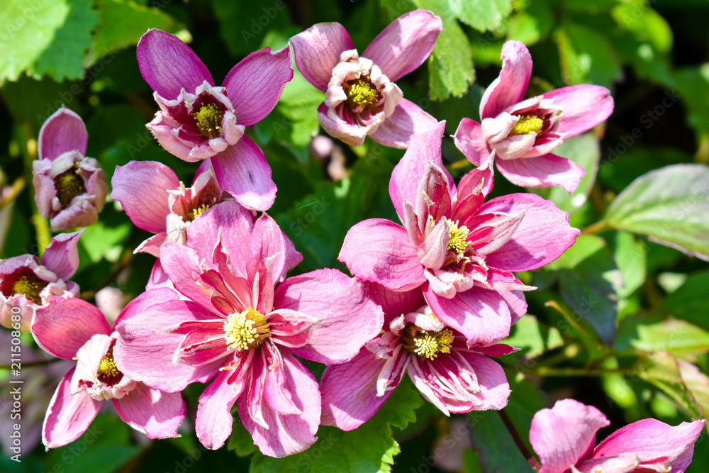Beautiful blooming pink flowers Beautiful blooming pink flowers
