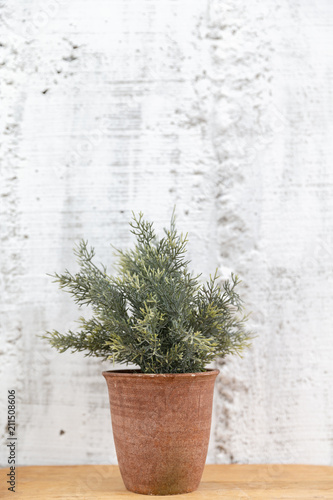 plant in clay pot decoration on a concrete wall background.