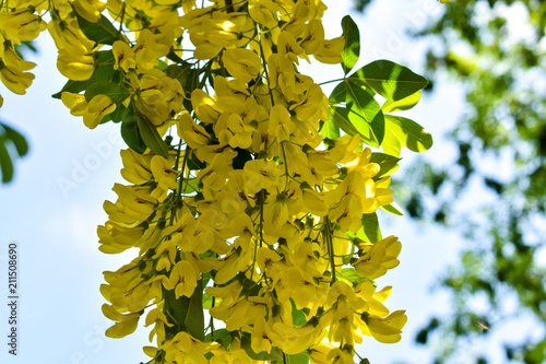 Beautiful blooming yellow flowers