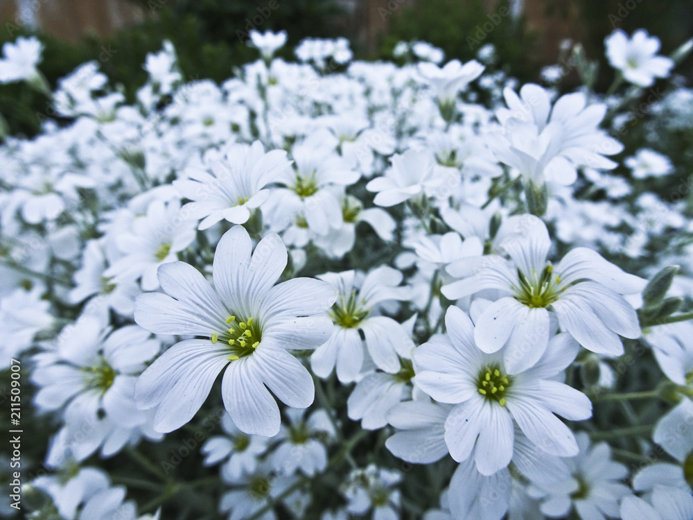 White lawn flowers White lawn flowers