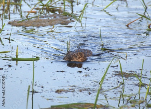 Muskrat swimming in marsh
