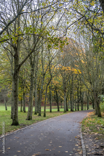 Tree Branch with yellow and green leaves in autumn, along the path in the park