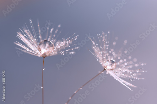 Dandelion seeds with drops of water or dew on a gentle background. A beautiful artistic image. Selective focus. Macro.