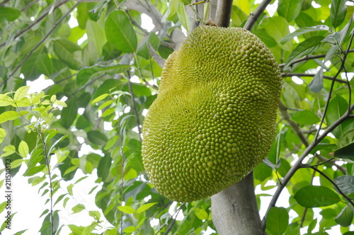 jack fruit growing hanging from branch on tree in farm