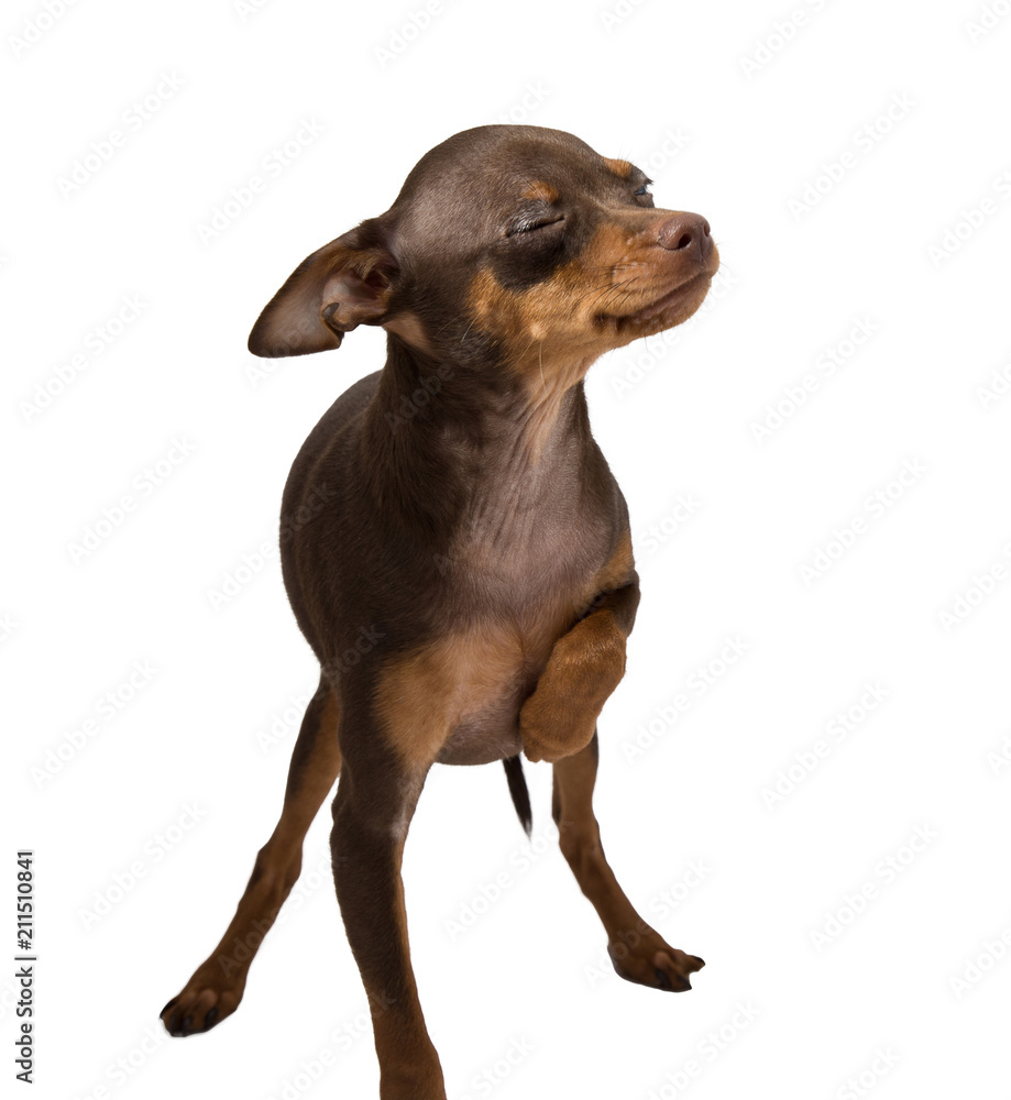Fototapeta premium brown with tansy toy terrier carved on white background
