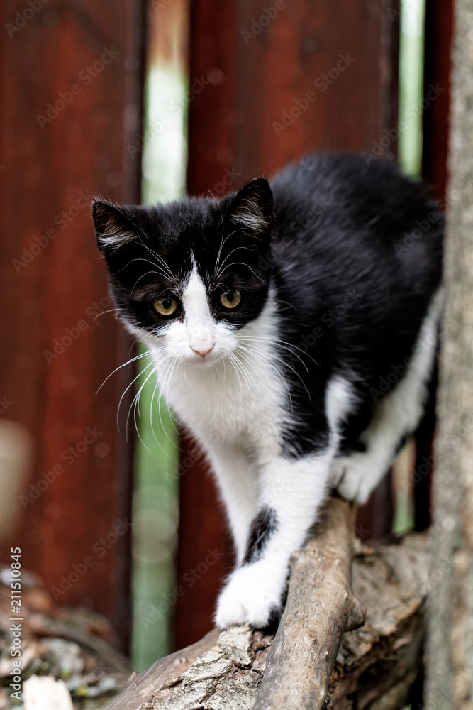 Fototapeta premium Black and wihte cat