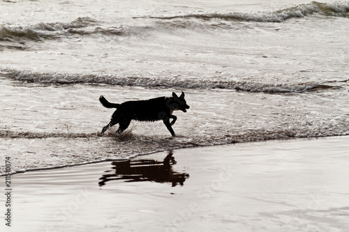 Playing dog on the beach