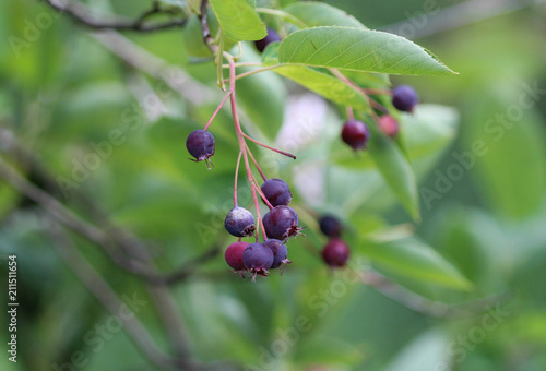 closeup of Berry from the Amelanchier lamarckii, also called juneberry, serviceberry or shadbush, blooming in spring photo