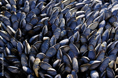 mussels in black