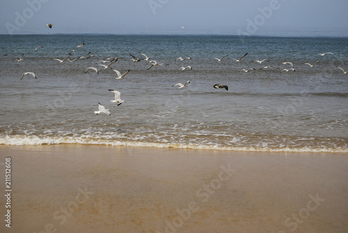 Beach and seagull