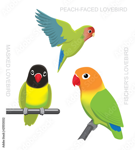 Parrot Lovebirds Cartoon Vector Illustration