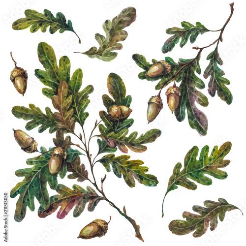 Watercolor handsketched collection of oak tree branches, twigs, leaves and acorns isolated on white. Vintage style botanical illustration. DIY rustic set, floral wedding decoration.