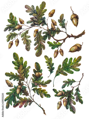Watercolor handsketched collection of oak tree branches, twigs, leaves and acorns isolated on white. Vintage style botanical illustration. DIY rustic set, floral wedding decoration.