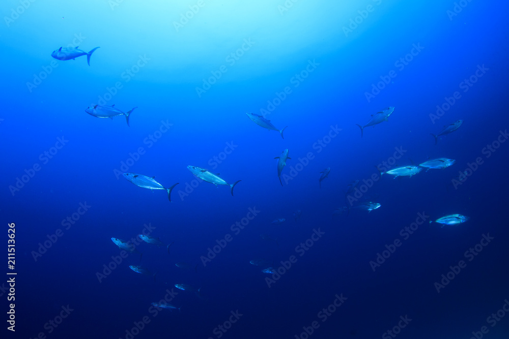 Tuna fish live in ocean Tuna fish live in ocean