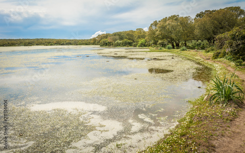 Giara di Gesturi plateau, Gesturi, Sardinia, Italy. La Giara di Gesturi is a high basalt plateau famous for its wild horses and uncontaminated natural beauty