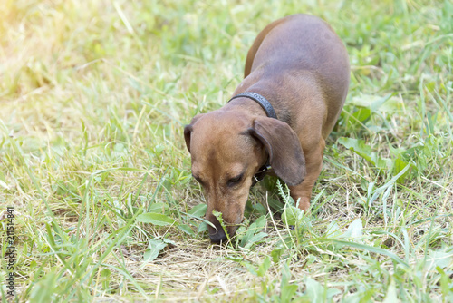 a hunting dog walks along the grass dachshund, Basset photo