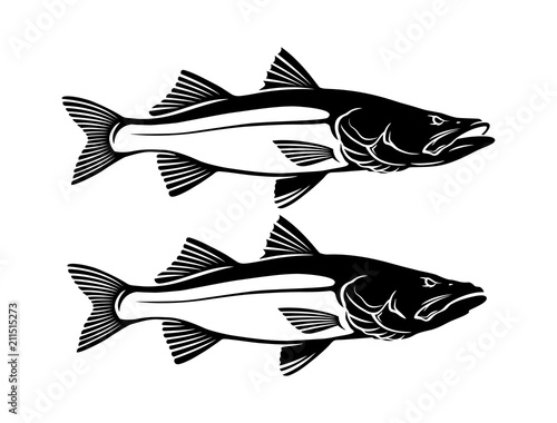 Common snook fish