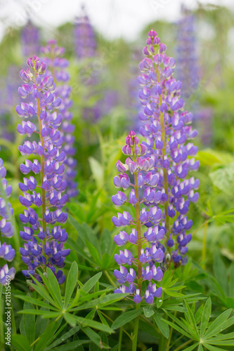 Close-up of Violet Lupinus  commonly known as lupin or lupine is in the meadow. Flower field background