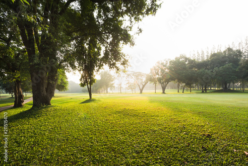 Scenery green garden and meadow in morning with coconut tree palm, Wonderful sunbeam at the natural park
