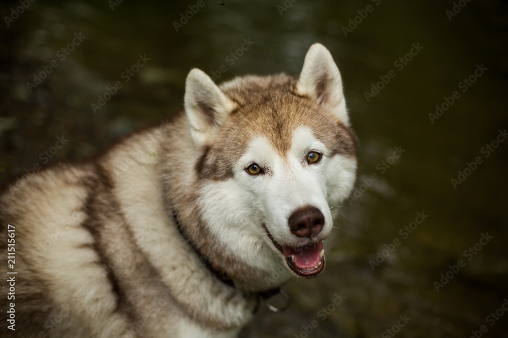 Close-up Portrait of a dog breed Siberian husky standing by the river bank.