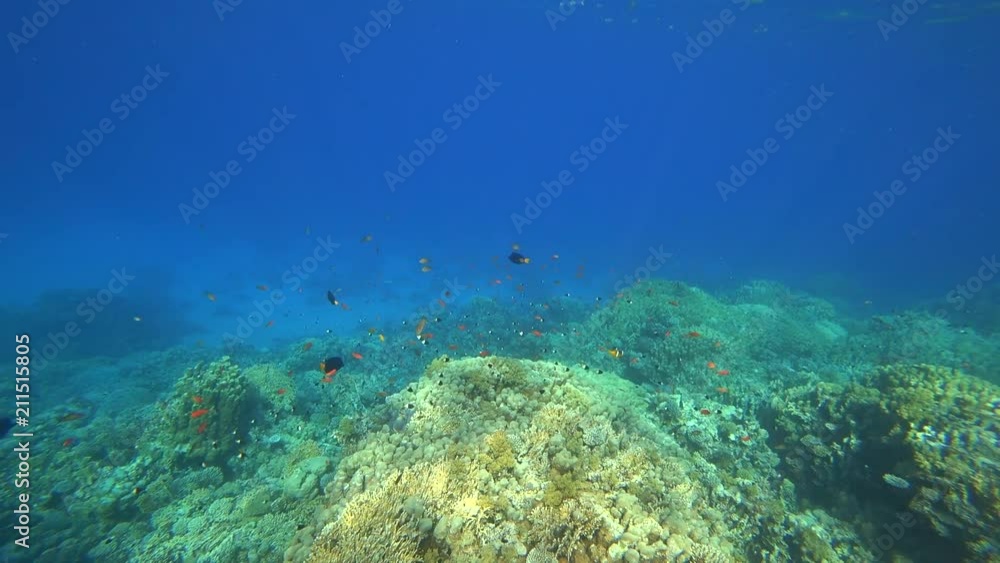 Nurkowanie w Egipcie