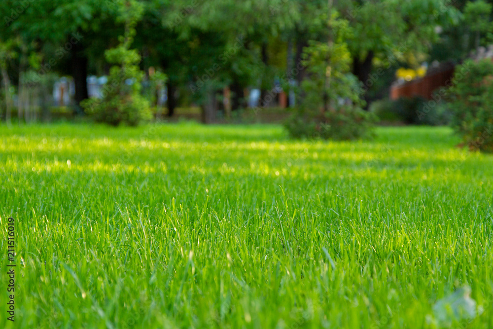 Green lawn with glare of the setting sun. Evening in the park.