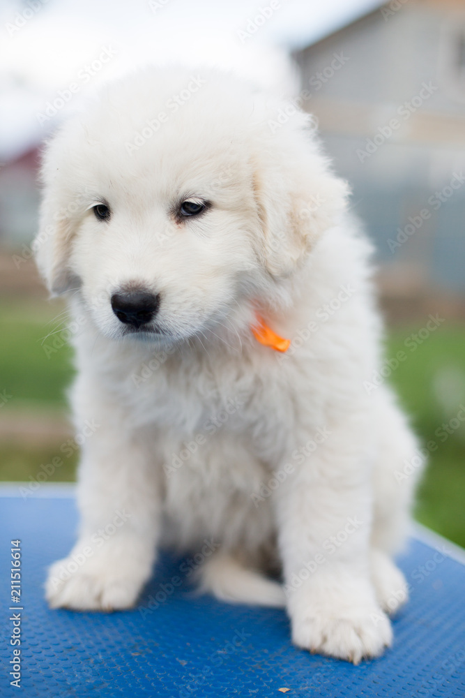 Portrait of a cute maremma puppy with purple ribbon sitting on the table outside in summer.