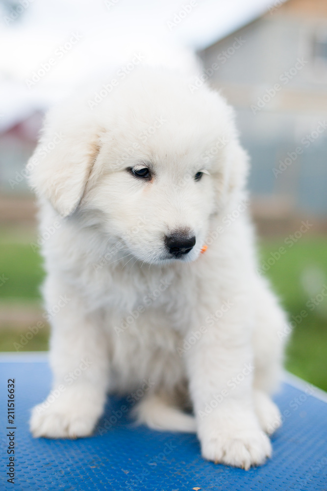Profile of lovely white fluffy puppy breed maremmano abruzzese dog