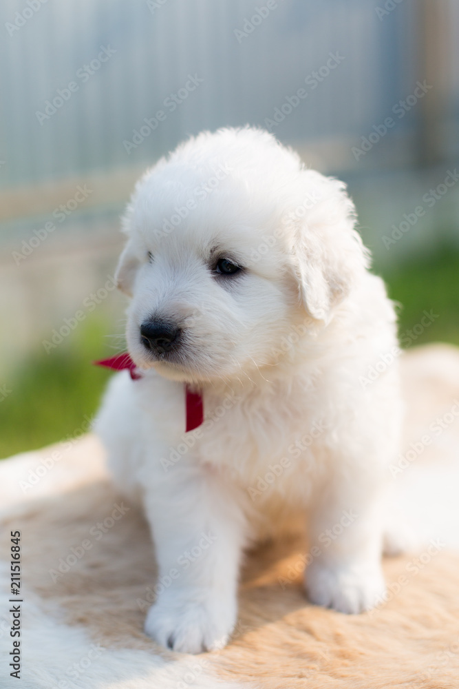Profile Portrait of a lovely maremmano sheepdog puppy with tonque out sitting on the table outside in summer.