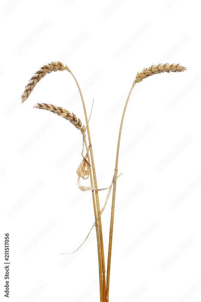 Dry ripe ears wheat grain isolated on white, with clipping path