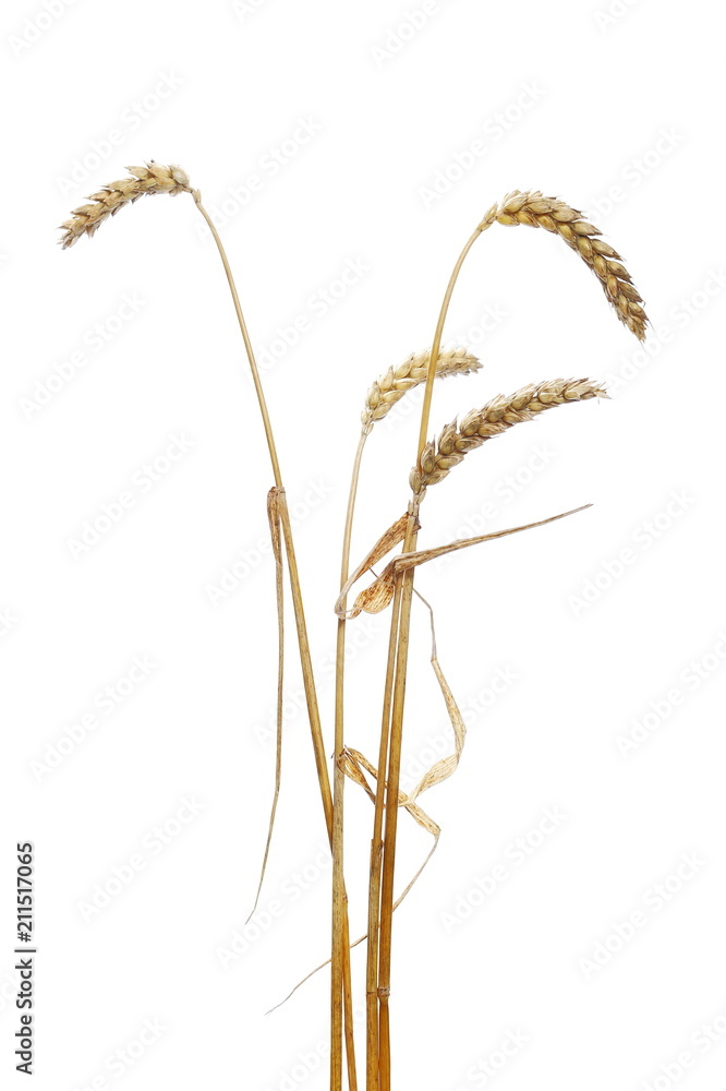 Dry ripe ears wheat grain isolated on white, with clipping path Dry ripe ears wheat grain isolated on white, with clipping path